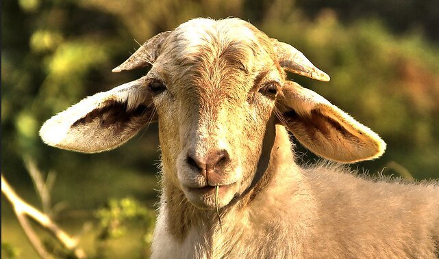 Shio 10 Juni 2023: Kambing Aktif  Berpikir Cepat-Image-1