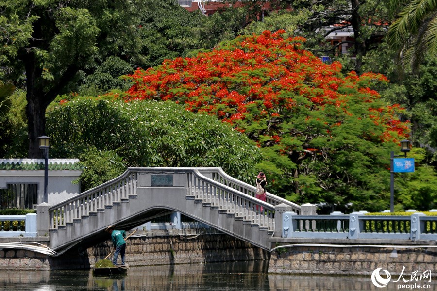 Tatkala Pohon Api Mekar di Seluruh Xiamen-Image-3