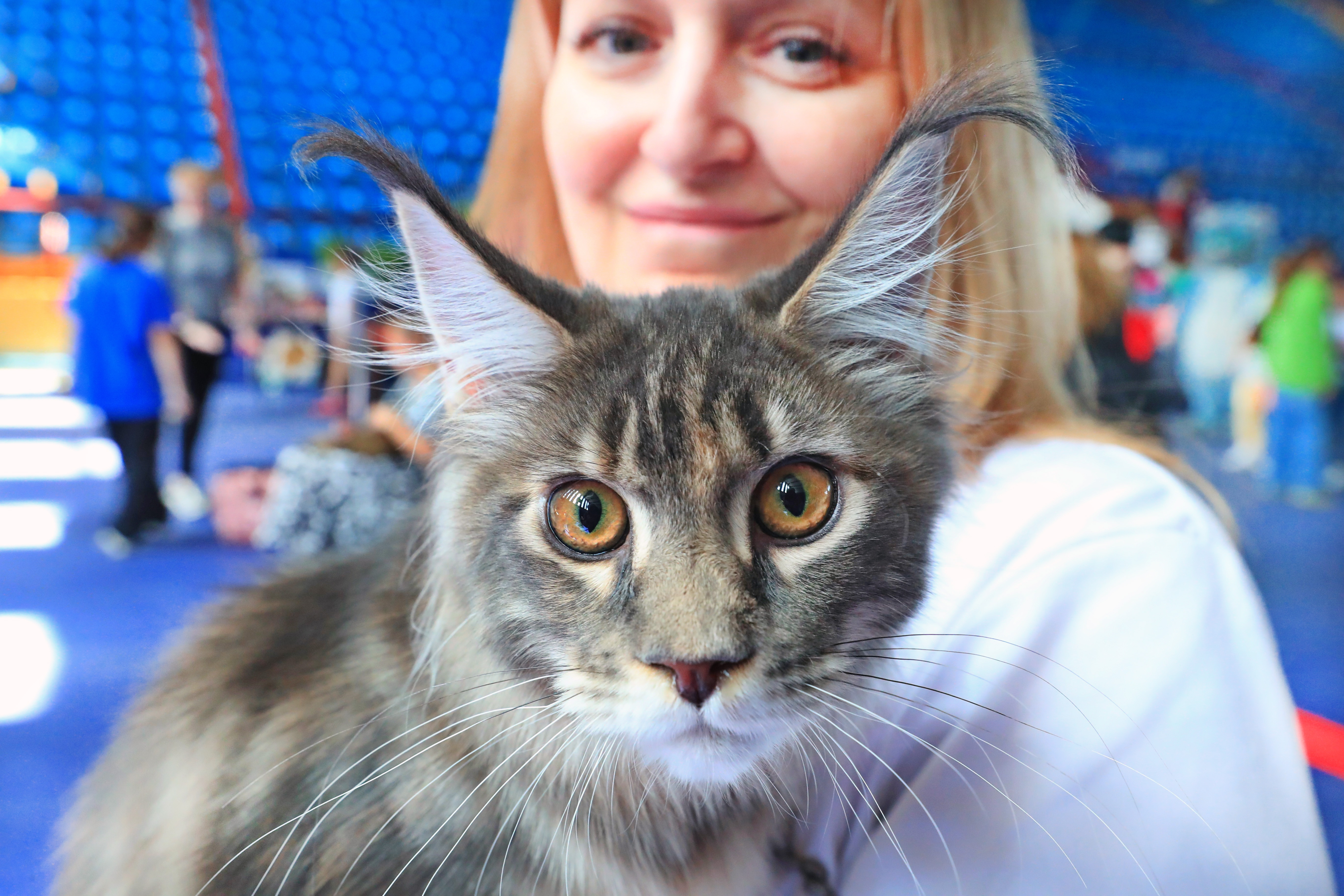 BELARUS-MINSK-PAMERAN KUCING INTERNASIONAL-3-Image-1