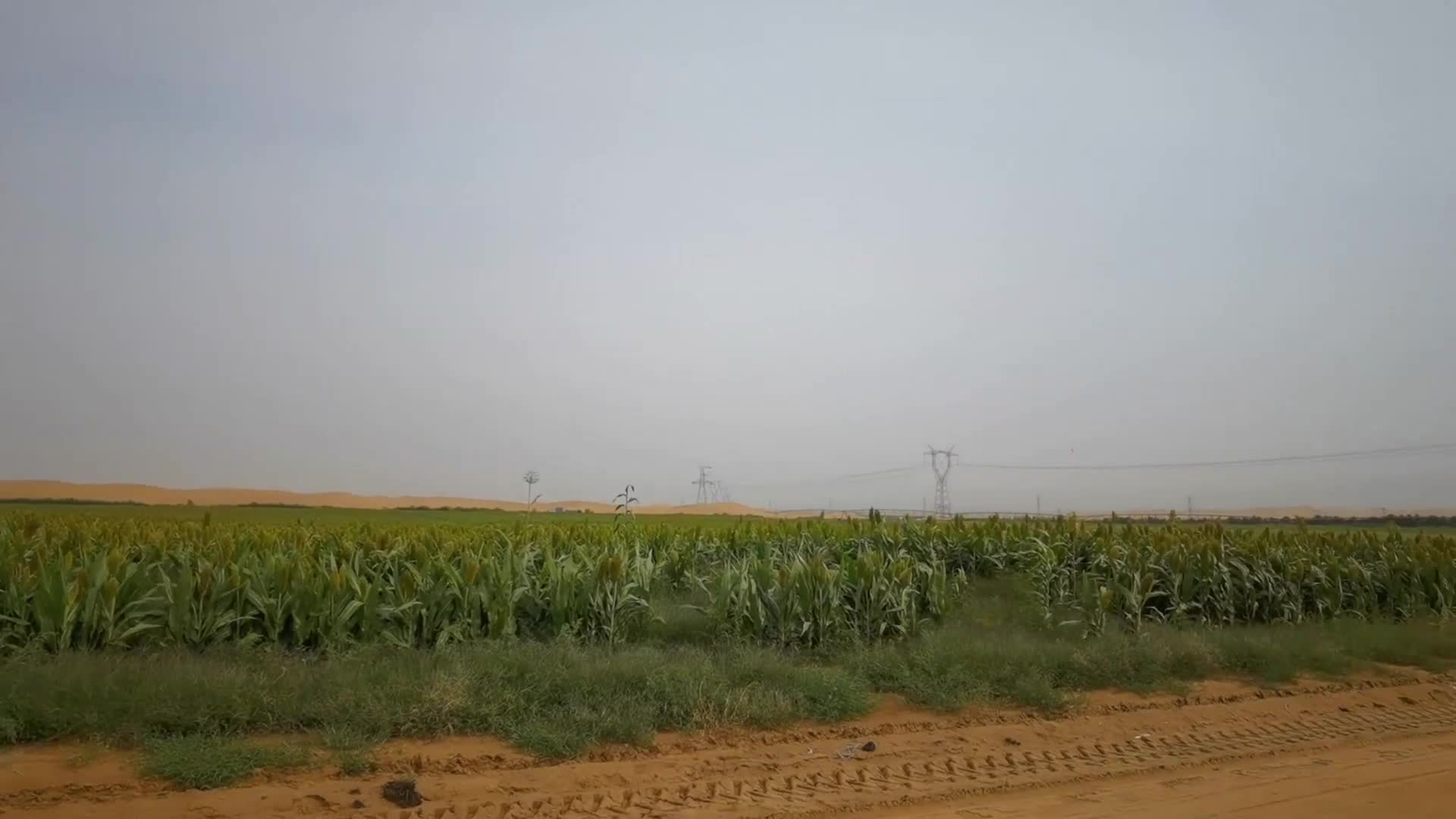 Inovasi iptek ubah gurun jadi lahan yang dapat ditanami-Image-1