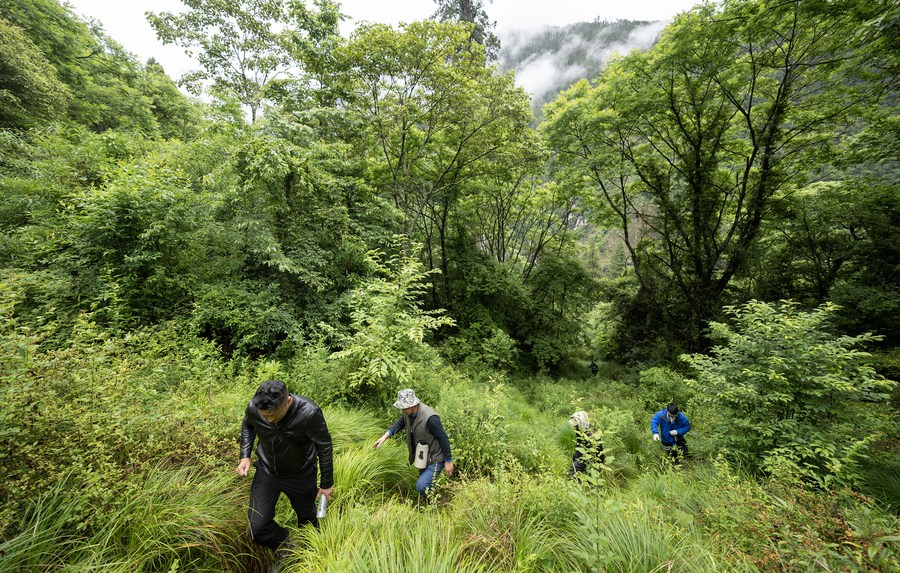GLOBALink: Melihat Lebih Dekat Pohon Tertinggi Di China Daratan-Image-4