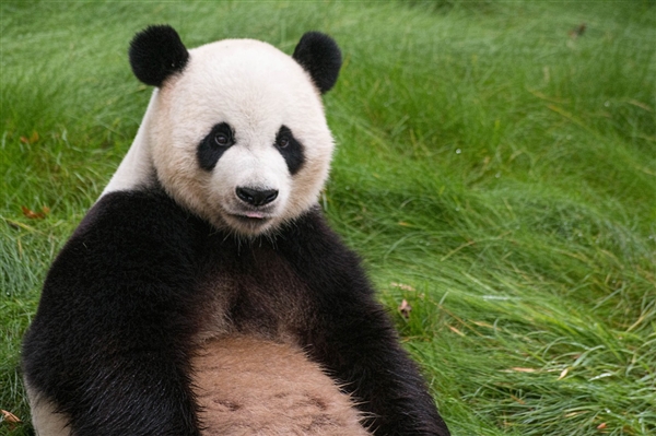 Panda Xinxin Melahirkan di Cagar Alam Wolong, Sichuan-Image-1
