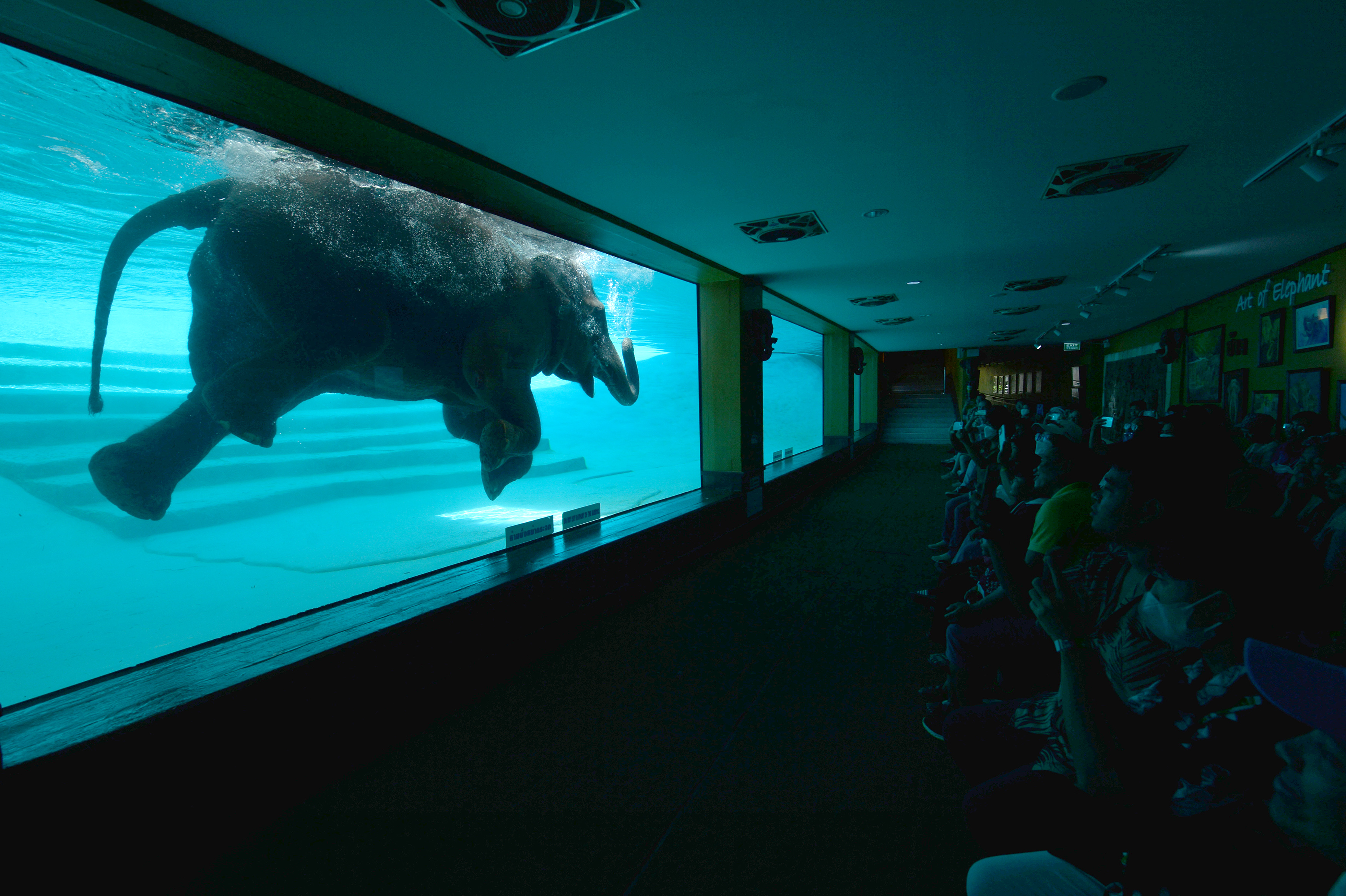 THAILAND-CHONBURI-GAJAH-MENYELAM-1-Image-1