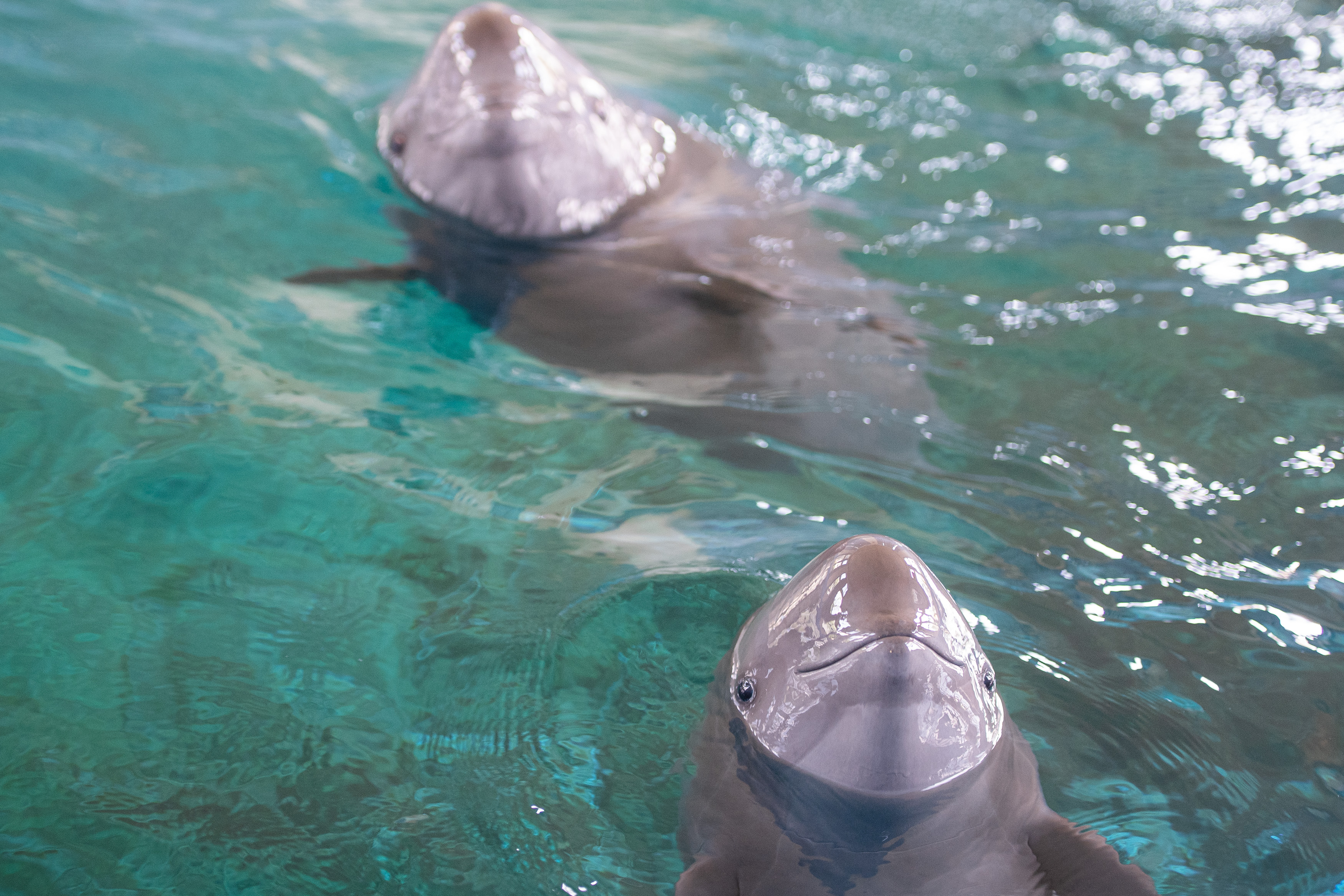 CHINA-HUBEI-WUHAN-LUMBA-LUMBA TANPA SIRIP YANGTZE-ULANG TAHUN-1-Image-1