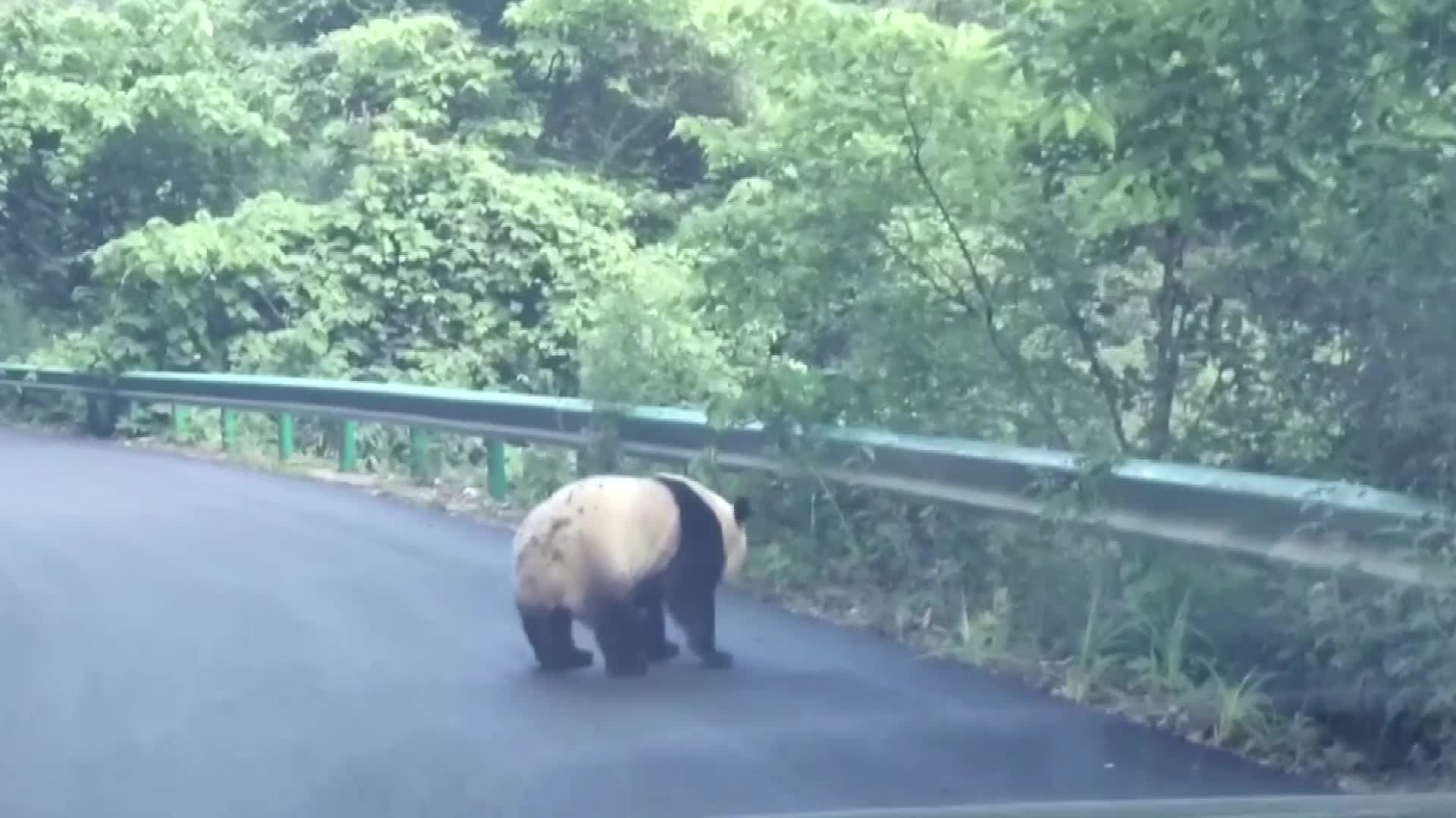 Panda Liar Terekam Berkeliaran Di Jalan di China Barat Laut-Image-1