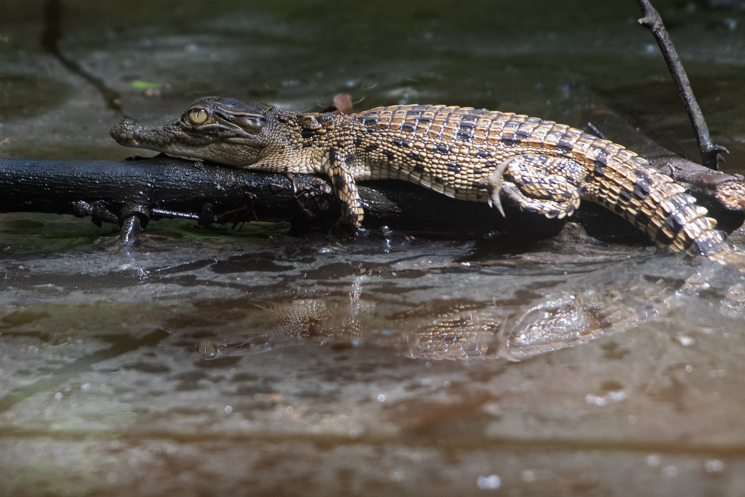 SINGAPURA-BAYI BUAYA AIR ASIN LIAR-2-Image-1
