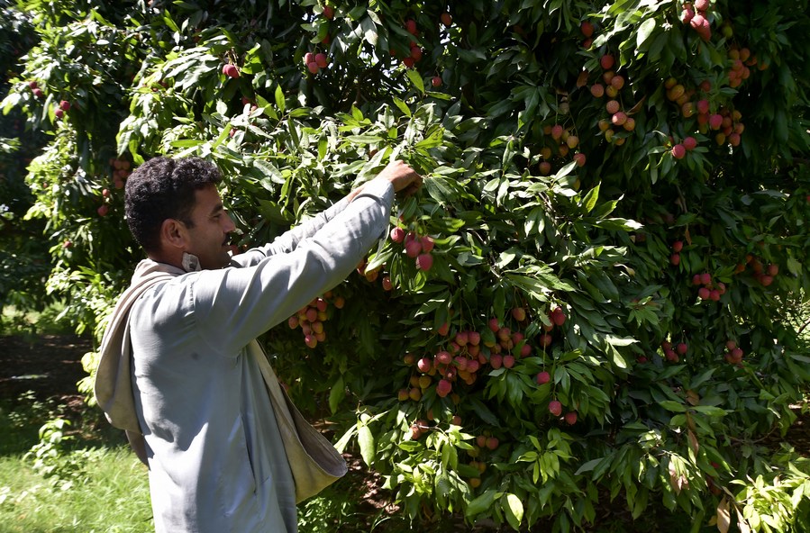 Album Asia: Mengintip suasana musim panen leci di Pakistan-Image-1 Album Asia: Mengintip suasana musim panen leci di Pakistan-Image-1