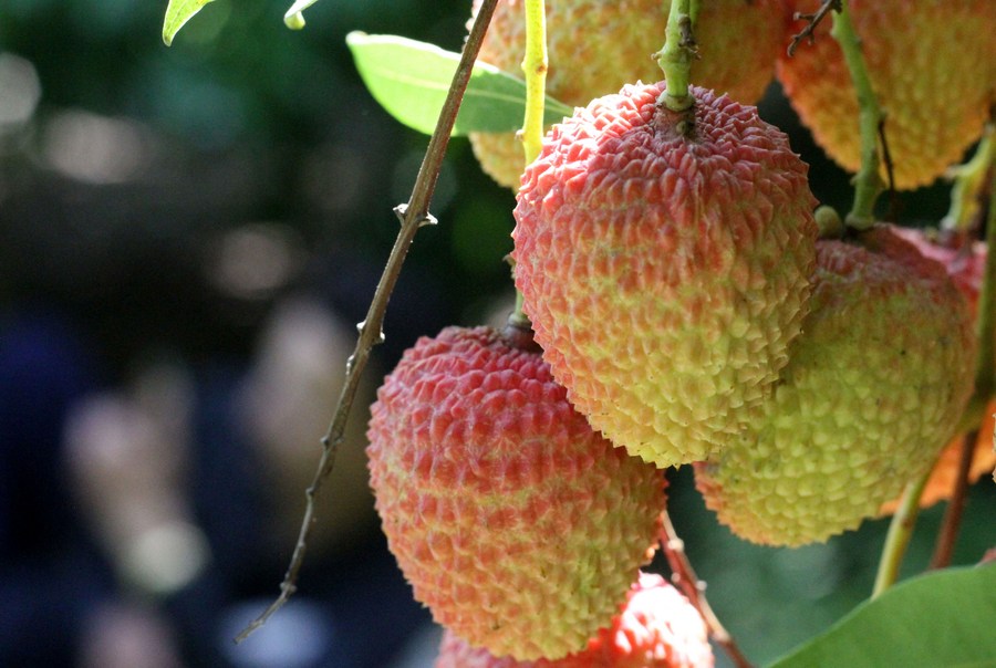 Album Asia: Mengintip suasana musim panen leci di Pakistan-Image-2 Album Asia: Mengintip suasana musim panen leci di Pakistan-Image-2