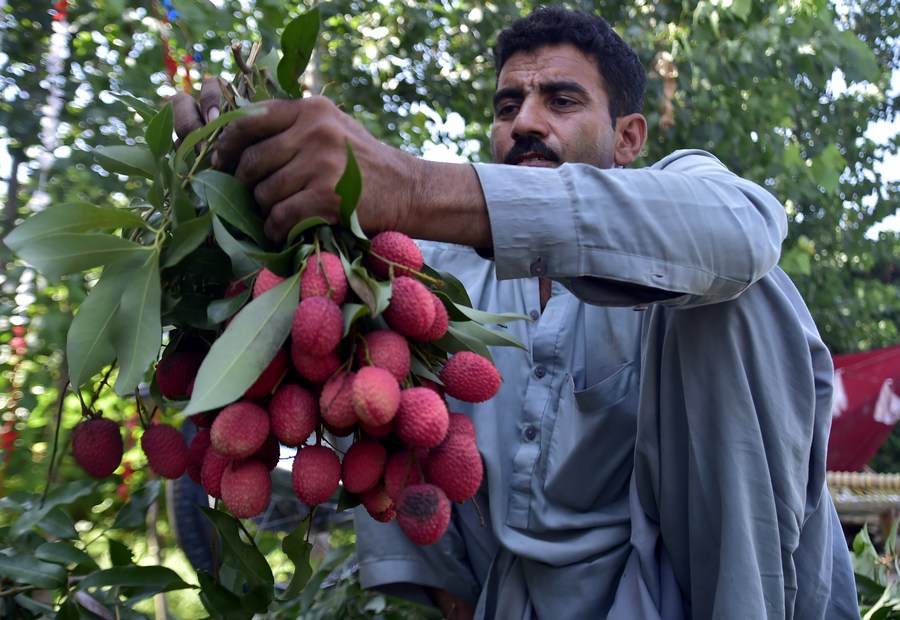 Album Asia: Mengintip suasana musim panen leci di Pakistan-Image-3 Album Asia: Mengintip suasana musim panen leci di Pakistan-Image-3