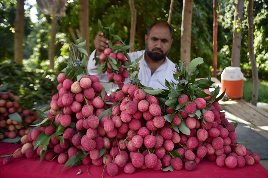 Album Asia: Mengintip suasana musim panen leci di Pakistan-Image-4 Album Asia: Mengintip suasana musim panen leci di Pakistan-Image-4