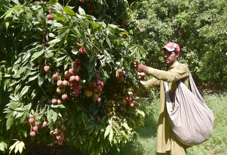 Album Asia: Mengintip suasana musim panen leci di Pakistan-Image-5 Album Asia: Mengintip suasana musim panen leci di Pakistan-Image-5