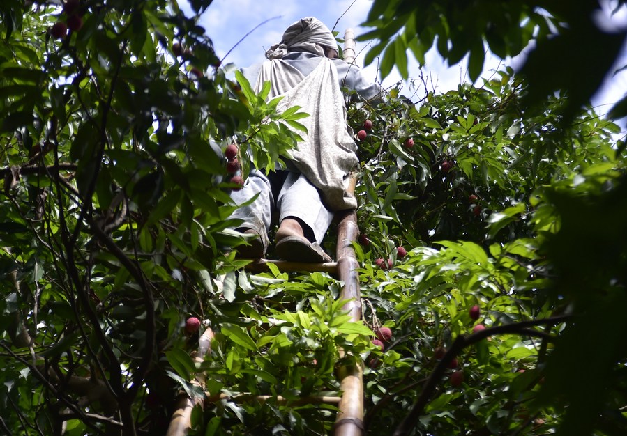 Album Asia: Mengintip suasana musim panen leci di Pakistan-Image-6 Album Asia: Mengintip suasana musim panen leci di Pakistan-Image-6