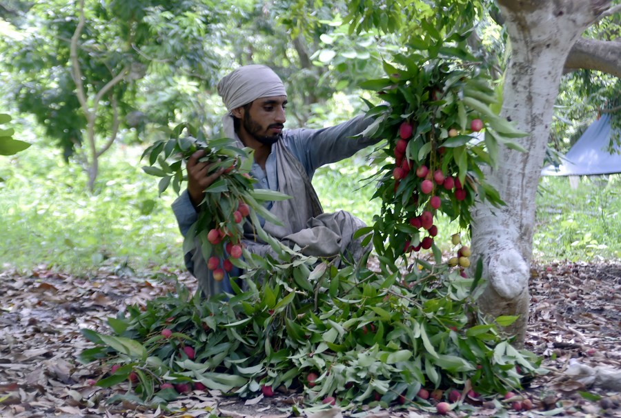 Album Asia: Mengintip suasana musim panen leci di Pakistan-Image-7 Album Asia: Mengintip suasana musim panen leci di Pakistan-Image-7