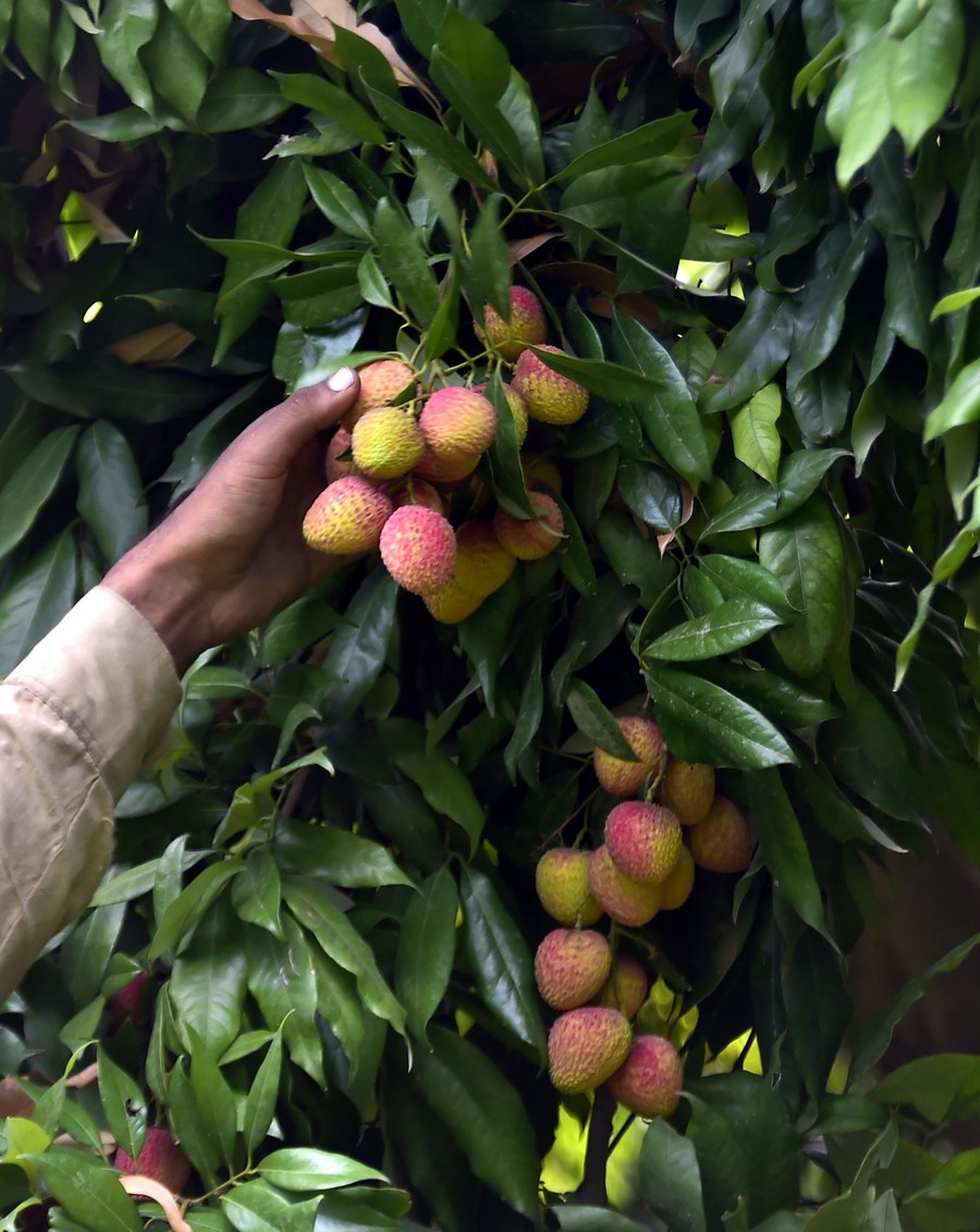 Album Asia: Mengintip suasana musim panen leci di Pakistan-Image-8 Album Asia: Mengintip suasana musim panen leci di Pakistan-Image-8