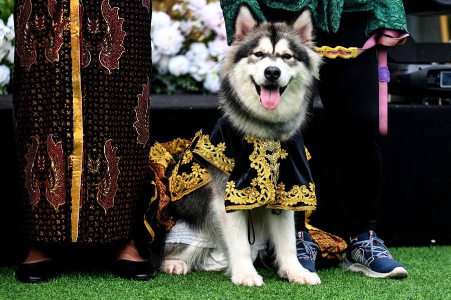 Album Asia: Mengintip pesta pernikahan unik untuk anjing di Jakarta-Image-1 Album Asia: Mengintip pesta pernikahan unik untuk anjing di Jakarta-Image-1