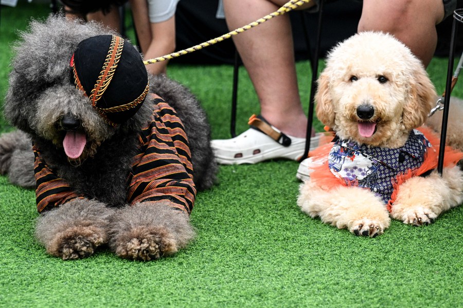 Album Asia: Mengintip pesta pernikahan unik untuk anjing di Jakarta-Image-6 Album Asia: Mengintip pesta pernikahan unik untuk anjing di Jakarta-Image-6