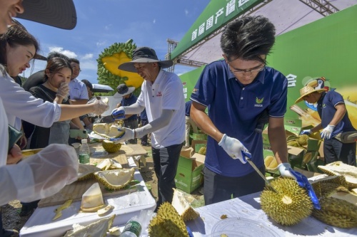 POTRET  Durian 6,91 Kilogram Dilelang 388 Ribu Yuan-Image-2