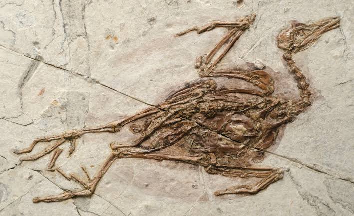 Paleontolog China Riset Makanan Burung Jeholornis-Image-1