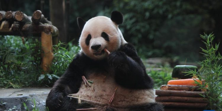 Perayaan HUT ke-13 Panda Cai Tao di Taman Safari Cisarua, Bagi-bagi Hadiah-Image-1