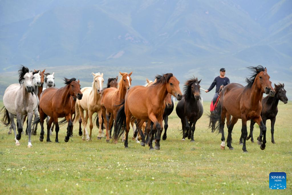 Potret Kuda Shandan Hasil Ternak di Kaki Bukit Qilian-Image-3