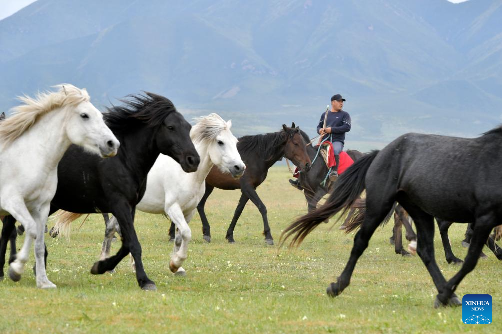 Potret Kuda Shandan Hasil Ternak di Kaki Bukit Qilian-Image-1