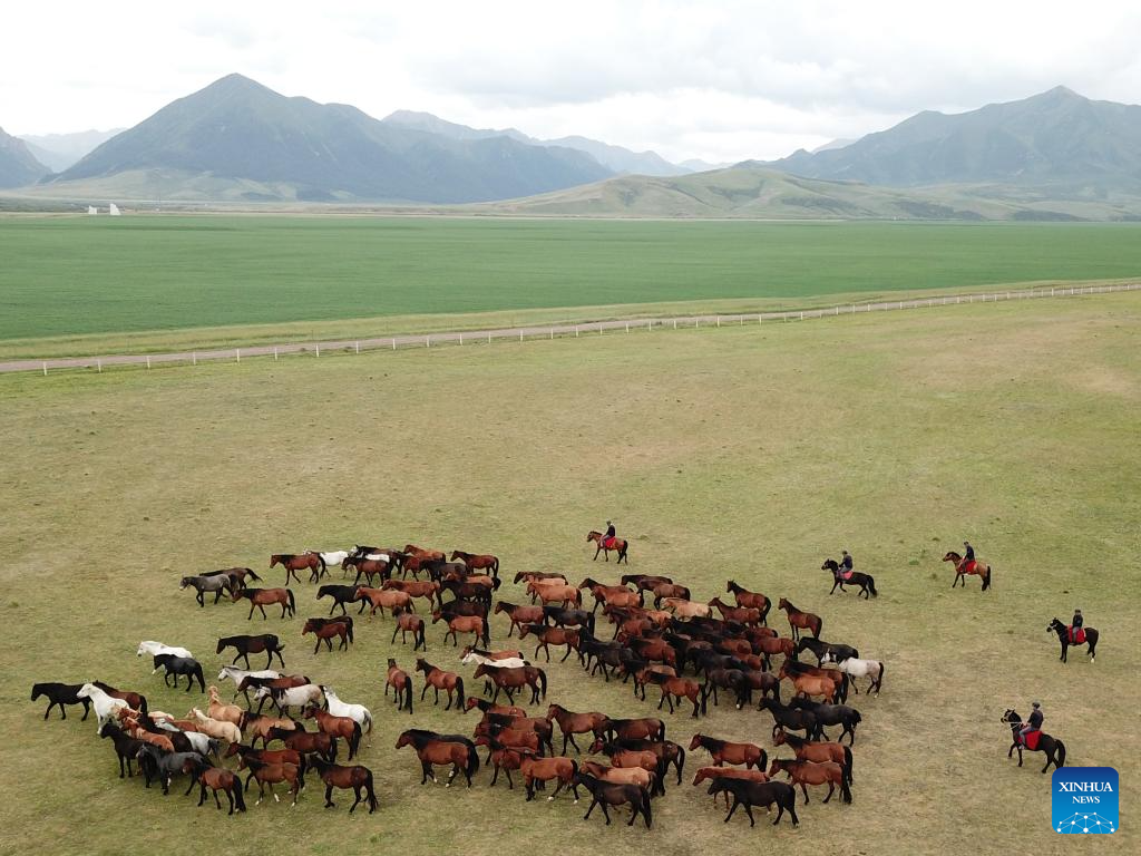 Potret Kuda Shandan Hasil Ternak di Kaki Bukit Qilian-Image-8