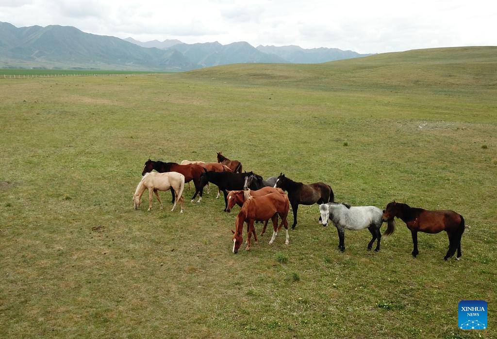 Potret Kuda Shandan Hasil Ternak di Kaki Bukit Qilian-Image-7
