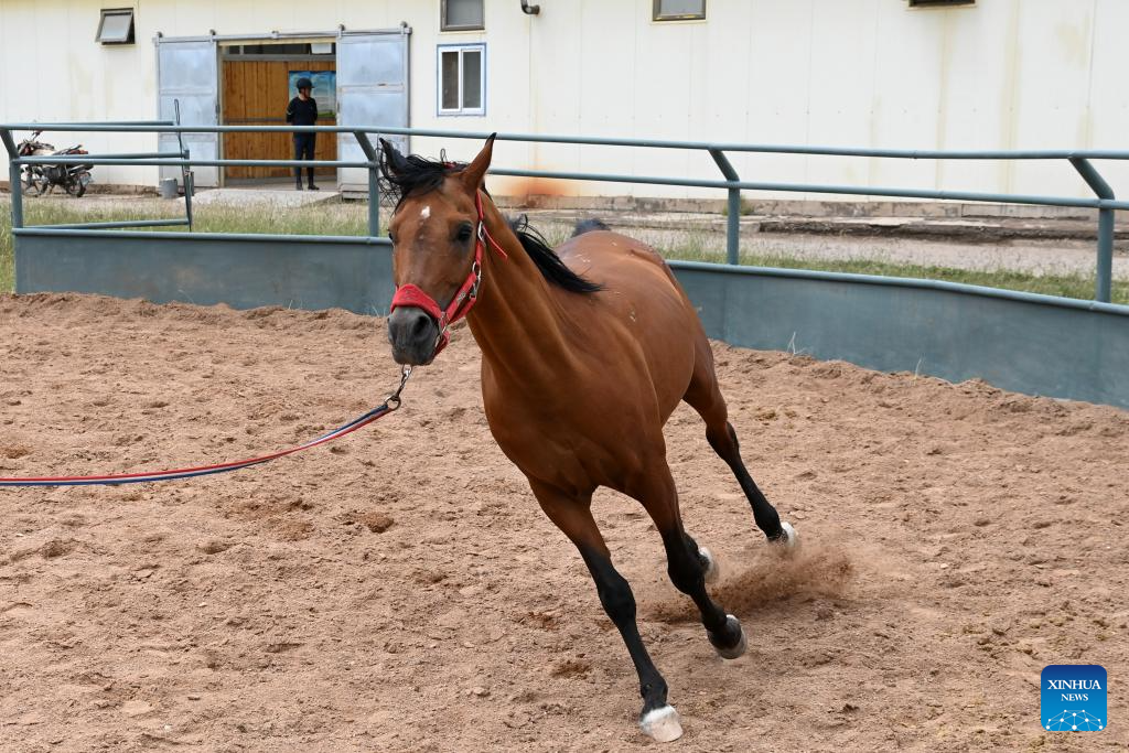 Potret Kuda Shandan Hasil Ternak di Kaki Bukit Qilian-Image-6