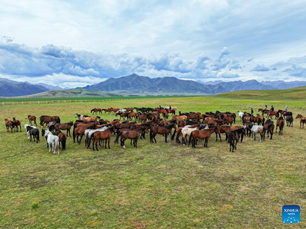 Potret Kuda Shandan Hasil Ternak di Kaki Bukit Qilian-Image-2