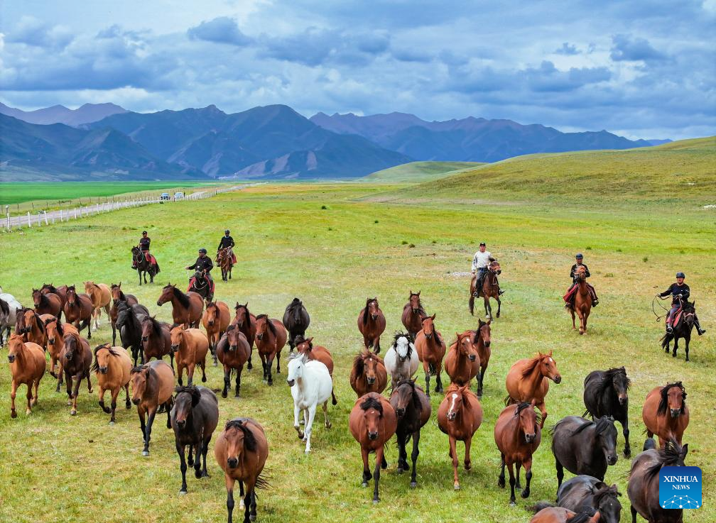 Potret Kuda Shandan Hasil Ternak di Kaki Bukit Qilian-Image-10