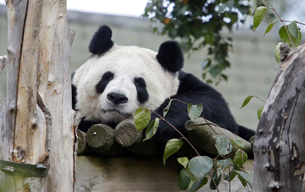 Satu-satunya Panda di Inggris Akan Pulang ke China-Image-1