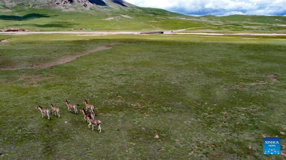 Potret Aliran Sungai Qumar Bentuk Kepang di Qinghai-Image-11