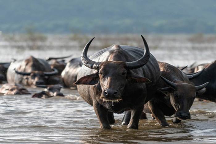 Shio 15 Agustus 2023: Kerbau Mujur Hari Ini-Image-1