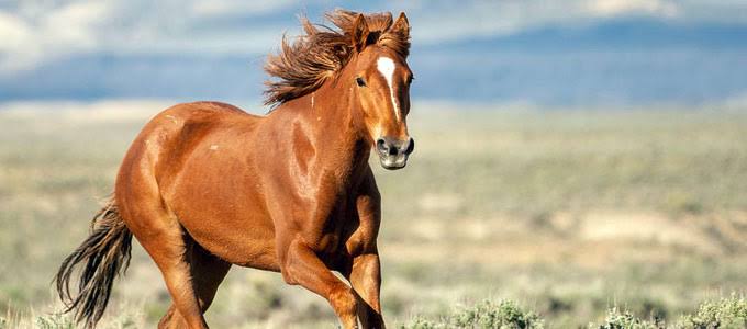 Shio 17 Agustus 2023: Kuda Penuh Damai dan Percaya Diri-Image-1