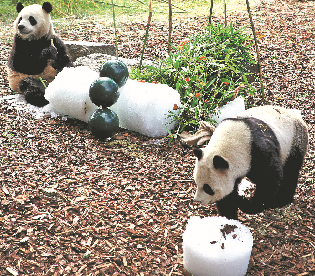 Kebun Binatang Belgia Dapat Surat Xi Jinping di HUT Panda-Image-1