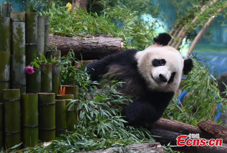 Panda Raksasa Pendatang Baru Temu Publik di Hanghzou-Image-3