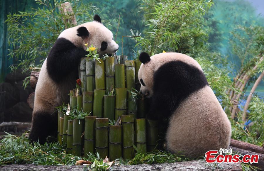 Panda Raksasa Pendatang Baru Temu Publik di Hanghzou-Image-1