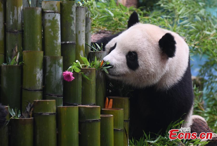 Panda Raksasa Pendatang Baru Temu Publik di Hanghzou-Image-5