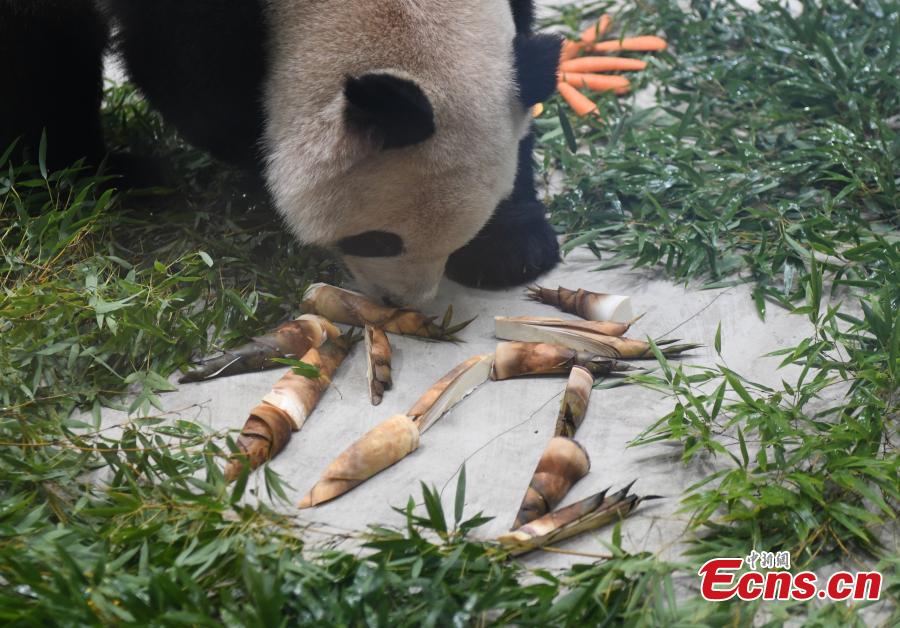 Panda Raksasa Pendatang Baru Temu Publik di Hanghzou-Image-4