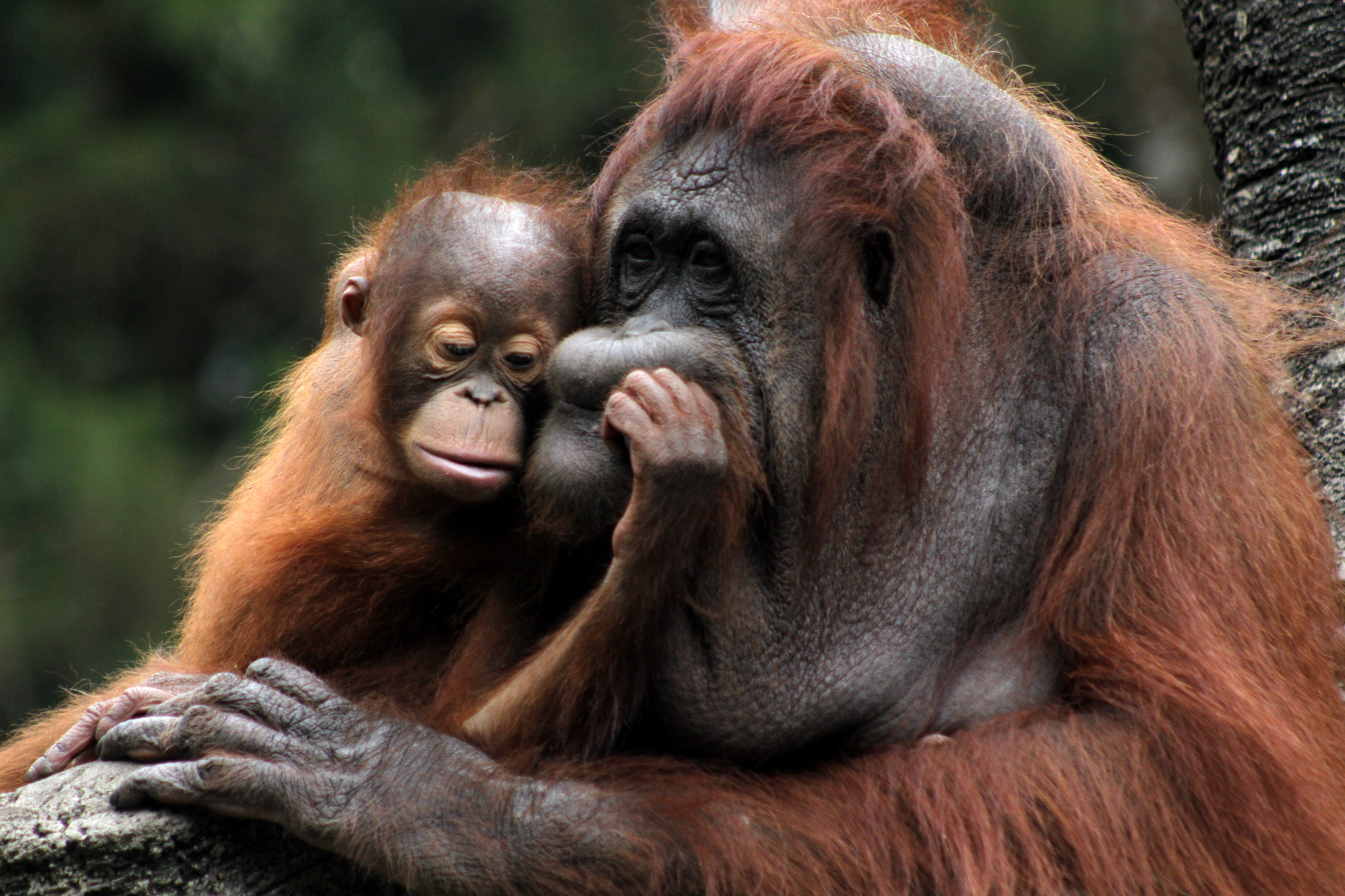 INDONESIA-BOGOR-HARI ORANG UTAN SEDUNIA-1-Image-1