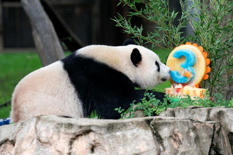 HUT ke-3 Panda Xiao Qi Ji Dirayakan di Washington-Image-1