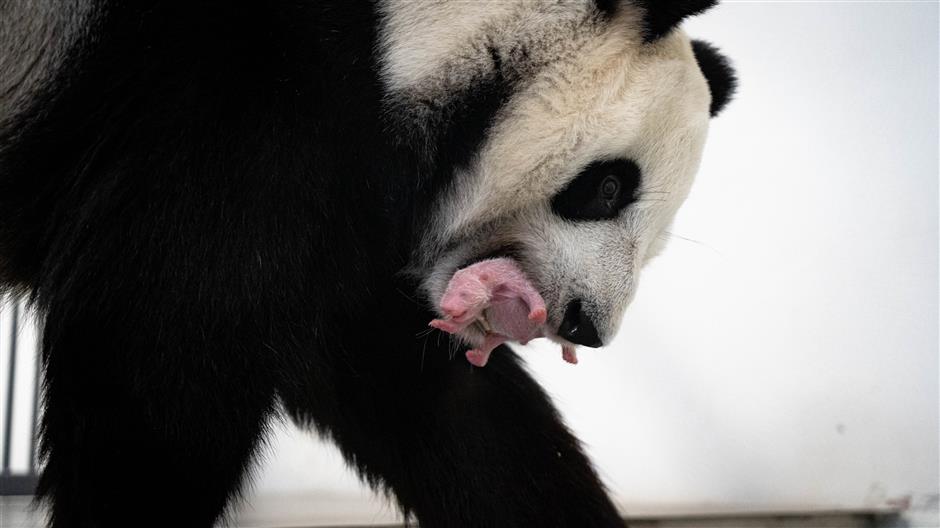 Bayi Panda Lahir di Kebun Binatang Moskow-Image-1