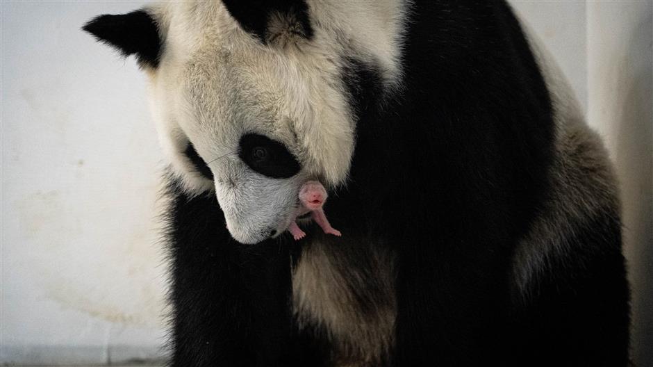 Bayi Panda Lahir di Kebun Binatang Moskow-Image-2