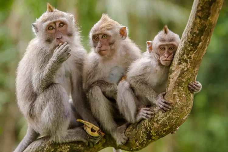 Shio 4 September 2023 Monyet Penuh Keberuntungan-Image-1