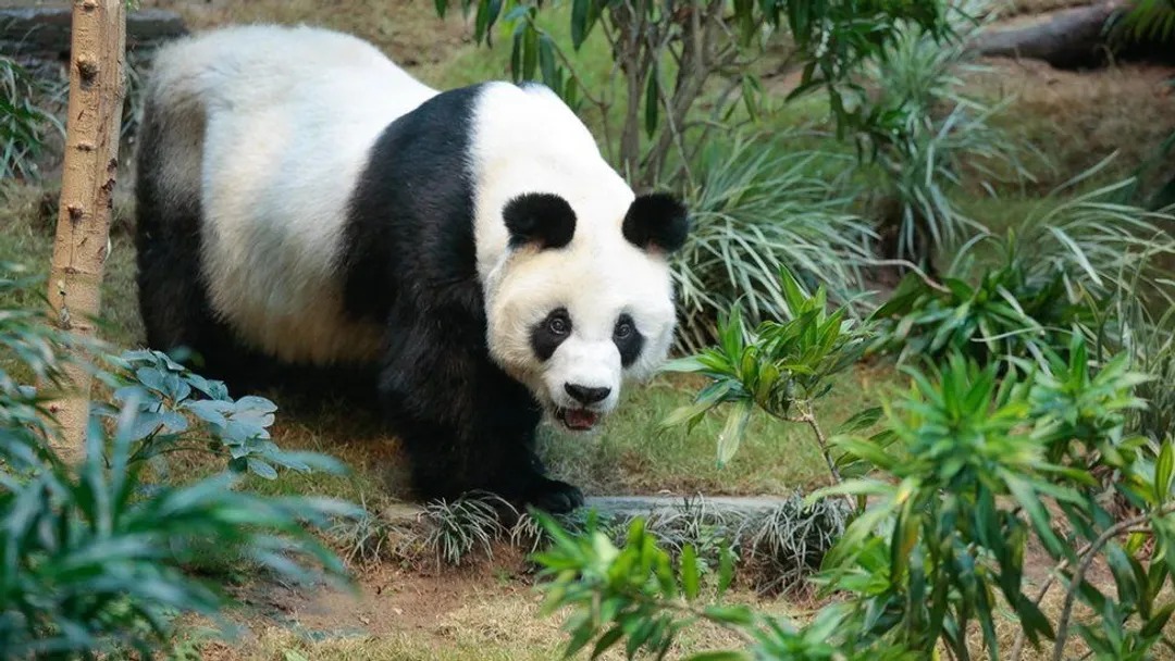 Panda Cheng Gong Mati di Usia 23-Image-1