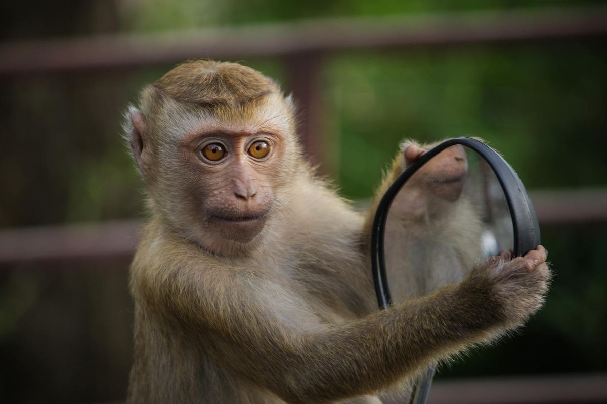 Shio 13 September 2023: Monyet Percaya Diri-Image-1