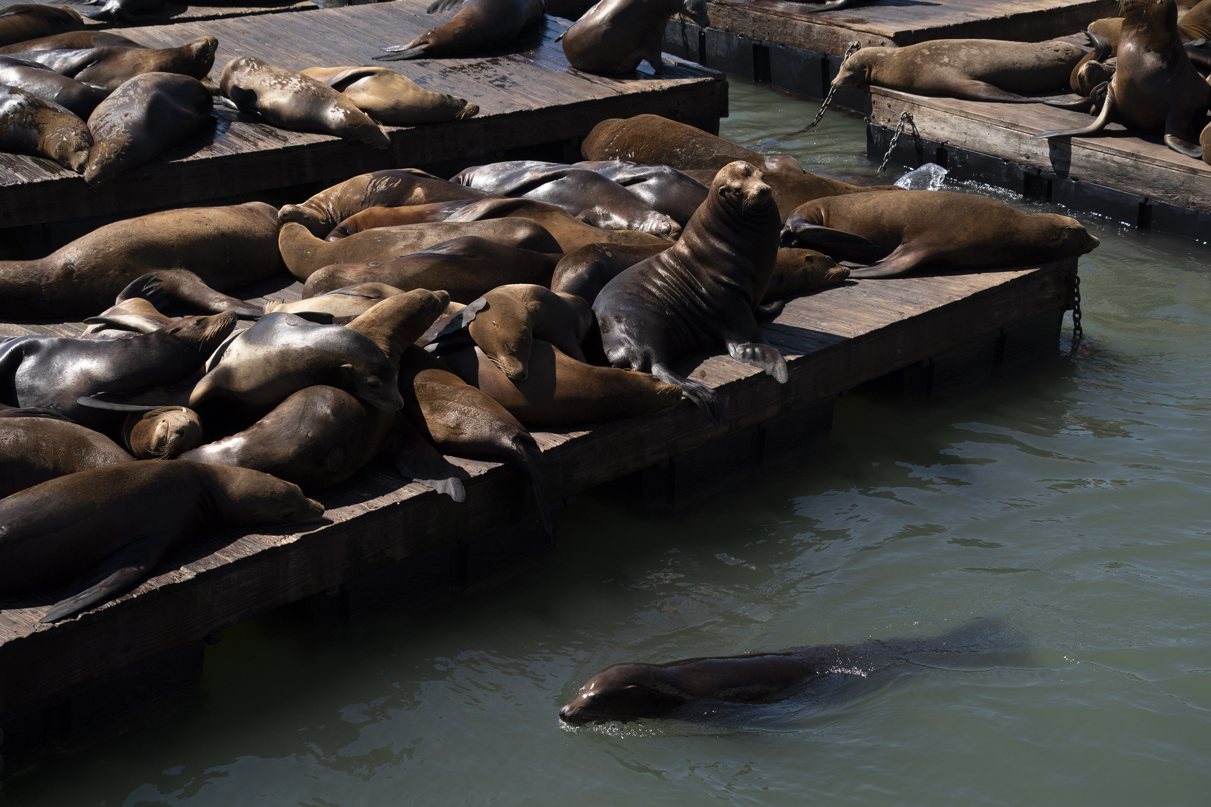AMERIKA SERIKAT-SAN FRANCISCO-SINGA LAUT-1-Image-1