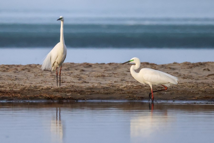 Danau Bosten di Xinjiang catat peningkatan kondisi ekologis lewat upaya konservasi lingkungan-Image-1 Danau Bosten di Xinjiang catat peningkatan kondisi ekologis lewat upaya konservasi lingkungan-Image-1