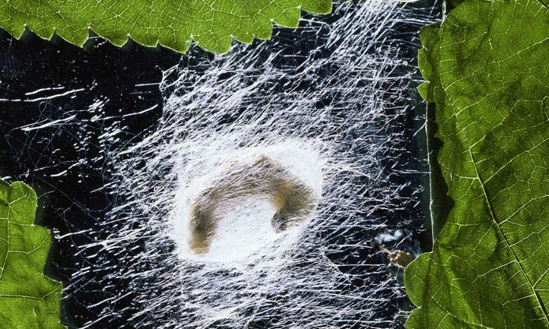 Ilmuwan China Bikin Jaring Sutra Rompi Antipeluru-Image-1