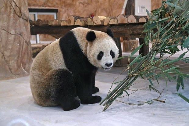 China Dirikan Perguruan Tinggi Pelajari Panda-Image-1